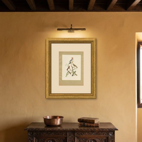 Cardinals and Finches, Brazilian Bird Print, Descourtilz, 1944, shown framed on a wall