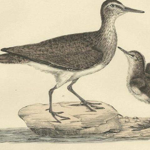"Plate XV: The Sandpipers - A Study in Seasonal and Developmental Plumage, 1826, close-up 5