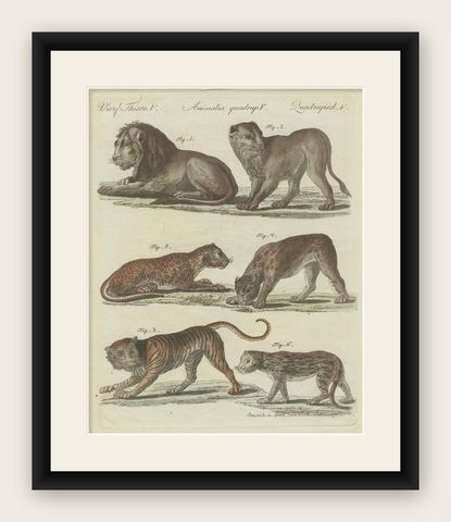 Lions, Tigers & Spotted Cats, Decorative Natural History Print c.1790, shown framed