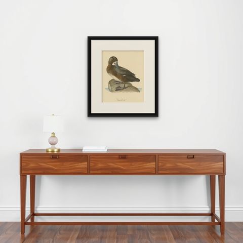 Original Old Bird Print of a Male Greater Scaup, shown framed on a wall