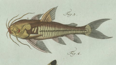 Original Antique Print of Gar and Exotic Armored Fish by Bertuch, c. 1800, close-up 4