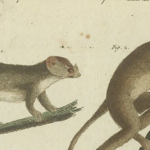 Original Antique Print of Maki or Lemur Species, close-up 1