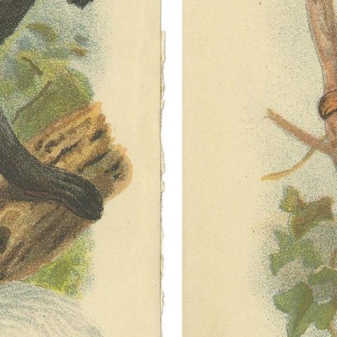 Set of 2 Antique Prints of Guereza Monkey species by Lloyd, circa 1894, close-up 2