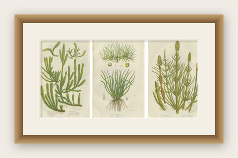 Wood Horsetail, Branched Horsetail & Rough Horsetail, Botanical Triptych, 1873, shown framed