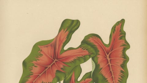 Heart of Jesus Caladium, Original Antique Botanical Print by van Nooten, c.1880, close-up 6