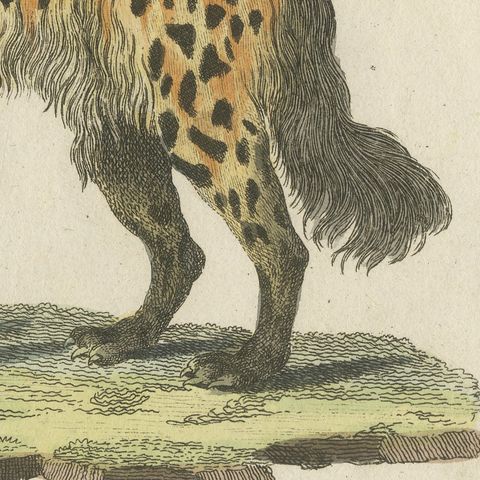Cross Fox and Spotted Hyena, Antique Bertuch Print, Vienna, circa 1812, close-up 4
