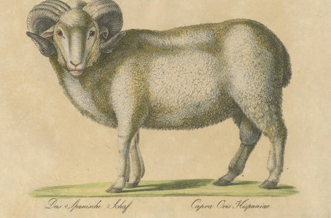 Spanish Sheep, Ewe, Lamb & Ram, Brodtmann Lithograph, 1816, close-up 4