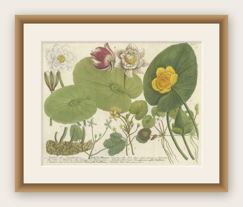 Aquatic Elegance: Water Lilies and Pond Plants in 18th Century Engraving, 1748, shown framed