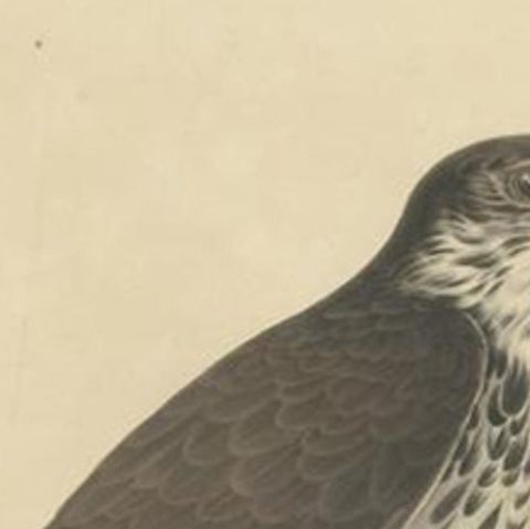 Antique Bird Print of the African Hawk-Eagle, c.1850, close-up 1
