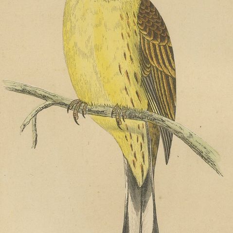 Antique Bird Print of a Yellow-Hammer, close-up 2