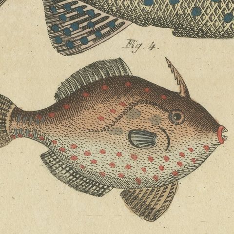 Triggerfish and Filefish from Tropical Reefs, Antique Bertuch Print, circa 1815, close-up 6