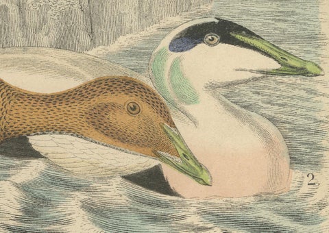 Hand-Coloured Lithograph of Eider Ducks by the Sea: An 1863 Coastal Study, close-up 2