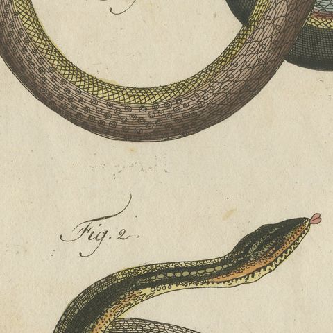 Four Snakes in Colourful Coils, Antique Bertuch Print, Vienna, circa 1805, close-up 6