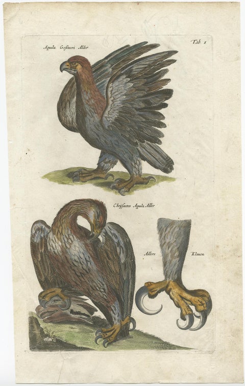 Antique Old Hand-Colored Bird Print of Two Eagles and an Eagle Claw, 1657, view 2