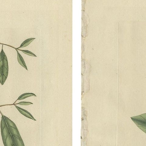 Flying Squirrel & Blue-Tail Lizard, Catesby Natural History c.1771, close-up 1
