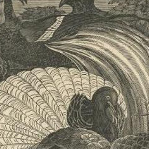 Antique Print of Birds of Paradise, 1835, close-up 1