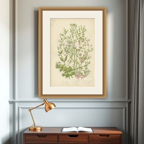 Antique Botany Print of Sea Purslane, c.1860, shown framed on a wall