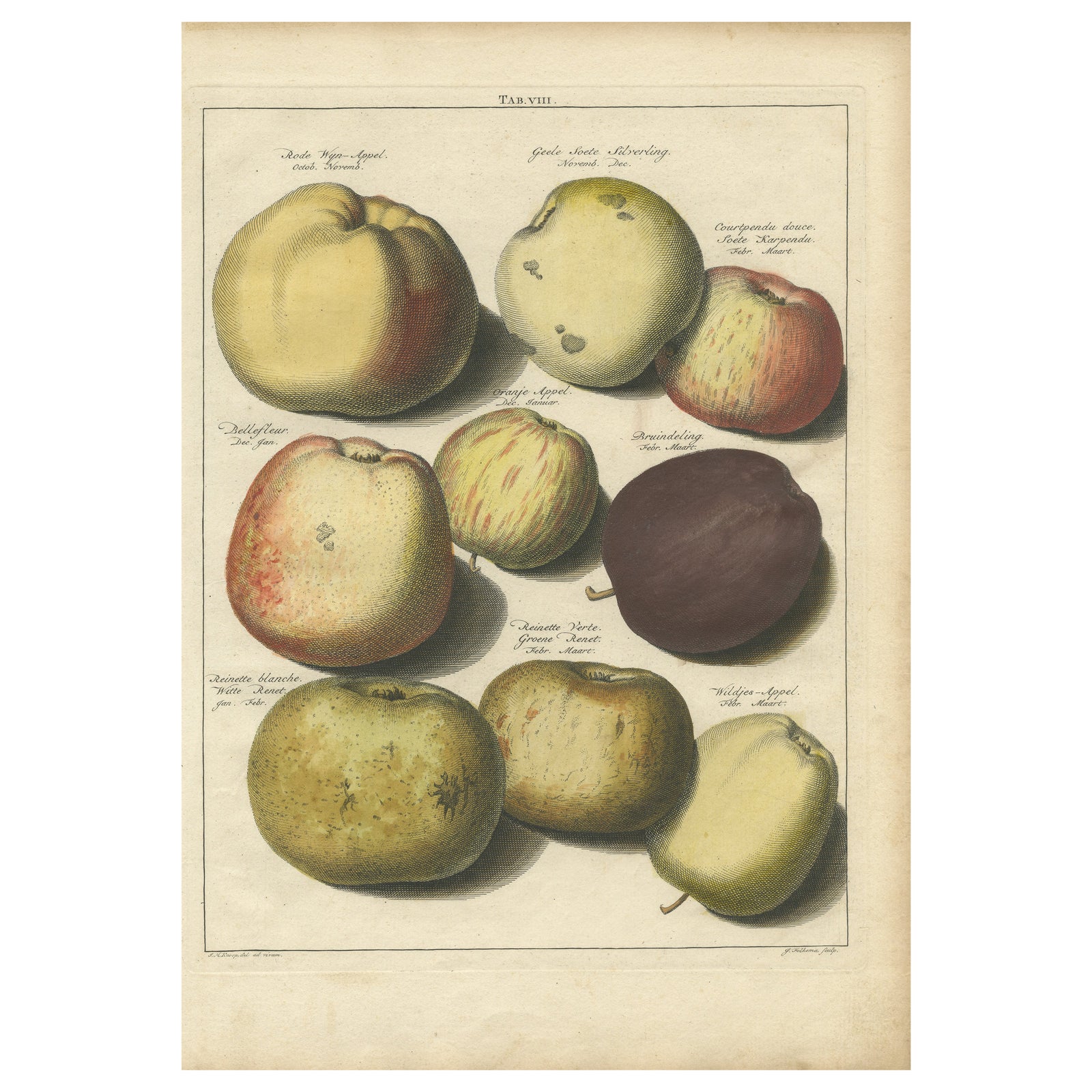 Original Hand-Colored Antique Print of Various Apples, 1758