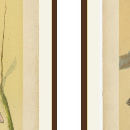Antique Bird Prints, Finches, Waxbills, Starlings & Fieldfare, Cassell’s, 1888, close-up 1