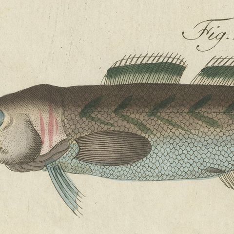 Ling, Burbot, Pollack and Toadfish, Antique Bertuch Print, circa 1805, close-up 4