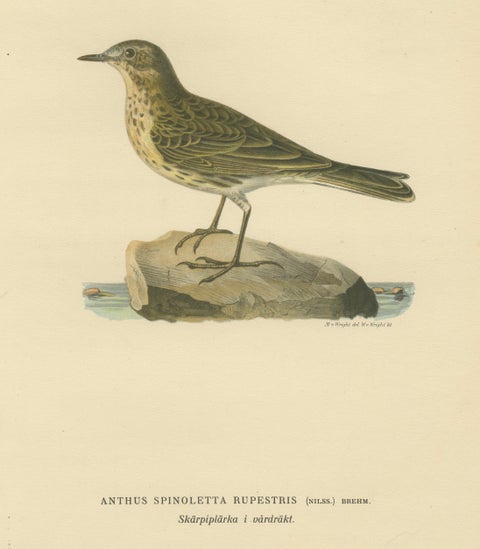 Minimalist Scandinavian Bird Lithographs, Nordic Alpine Pipit Study Pair, 1929, close-up 1