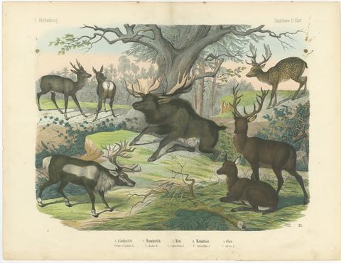 Antique Deer Print with Elk, Reindeer and Red Deer Stag, Kolb, circa 1890