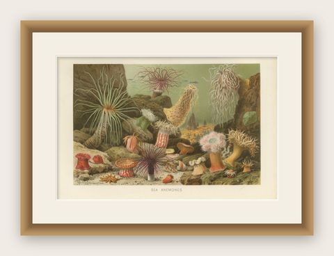 Sea Anemones, Colorful Marine Invertebrates, Royal Natural History, 1896, shown framed