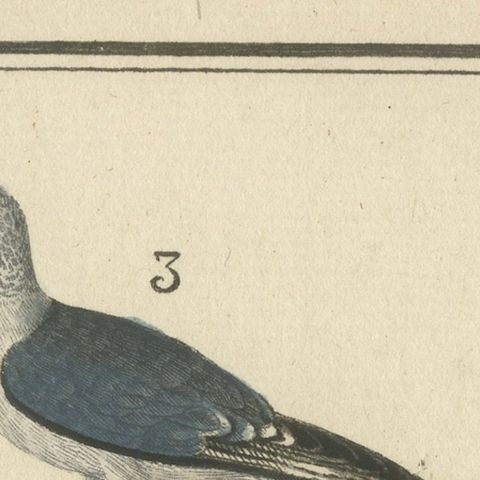 Three Gull Species, Hand-Colored Buffon Bird Engraving, Original 18th Century, close-up 5
