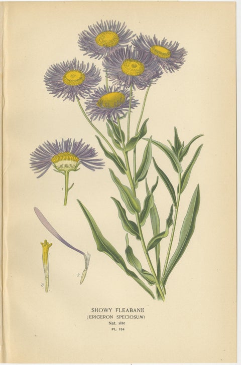 Antique Botanical Prints: Showy Fleabane, Rosy Everlasting & Acroclinium Roseum, view 2
