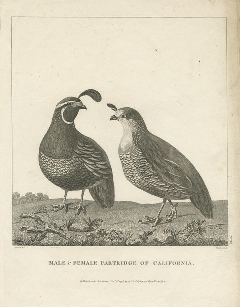 Antique Print of a Male and Female Partridge of California, view 3