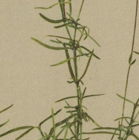 Antique Botany Print of The Bistorta Vivipara by Palla, 1897, close-up 2