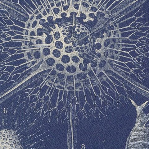 Radiolarians, Blue Scientific Natural History Plate from Lydekker, 1896, close-up 6