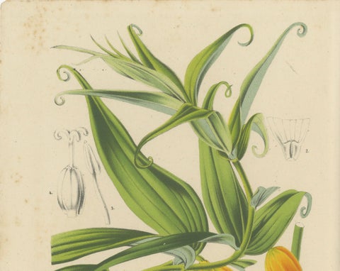 Exquisite Flora: Natal Lily and Golden Trumpet Vine in Artistic Display, c.1855, close-up 3