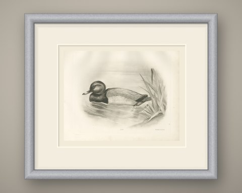 Pochard Drake Swimming by Reeds, Plate CLXXX after Lilian Medland, c. 1909, shown framed