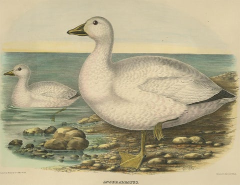 Antique Bird Print of Cassin's Snow Goose Made after D.G. Elliot, 1869, view 2