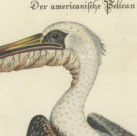 Hand-Colored Engraving of the American Pelican by Seligman, c.1770, close-up 5