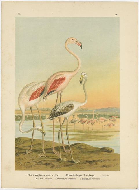 Antique Chromolithograph of Flamingos, Phoenicopterus roseus, c.1890, view 2