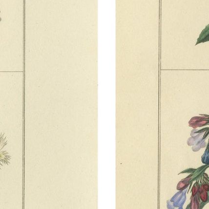 Pair of Elegant Hand-Colored Botanical Flower Prints, London 1828, close-up 1