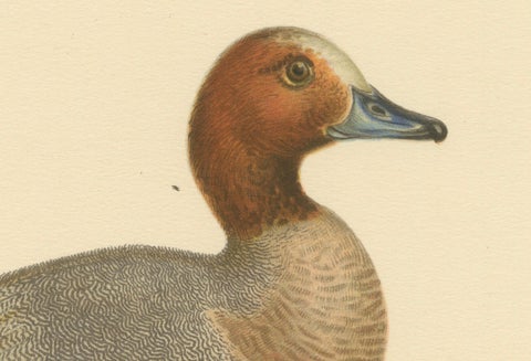 Rustic Grace: A Vintage Print of The Eurasian Wigeon by Magnus von Wright, 1929, close-up 1