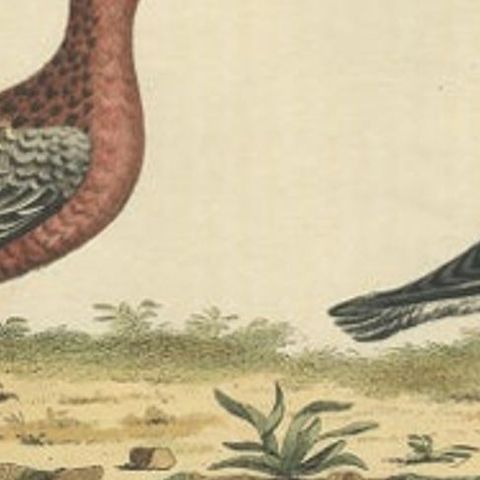 Antique Bird Print of the Red or Grey Phalarope by Sepp & Nozeman, 1829, close-up 1