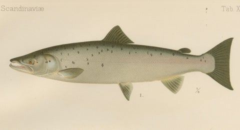 Scandinavian Atlantic Salmon Forms: Exquisite 19th Century Hand-Colored Print, close-up 5