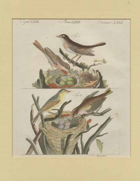 Antique Bird Print of Nightingales, view 3