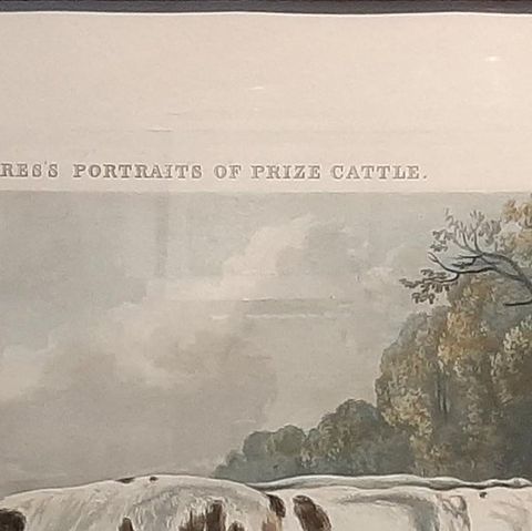 Antique Print of the Everingham Short Horned Prize Cow, 1843, close-up 1