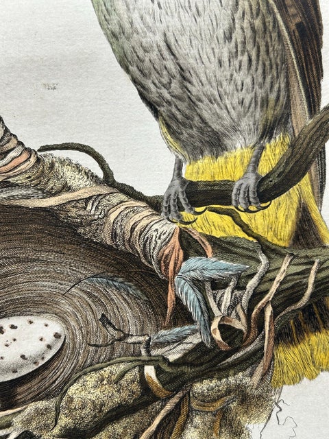 Eurasian Golden Oriole with Nest, Antique Bird Engraving, Nozeman & Sepp 1770, view 9