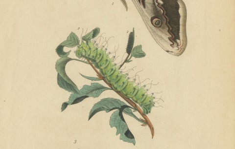 Pair of French Butterfly & Moth Engravings by E. Guérin, 1835, close-up 6