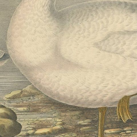 Large Rare Old Bird Print Depicting Cassin's Snow Goose, 1869, close-up 3