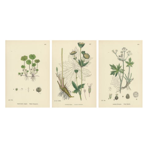 Hand-Colored Botanical Engravings of Marsh Pennywort, Astrantia & Sanicle, 1902