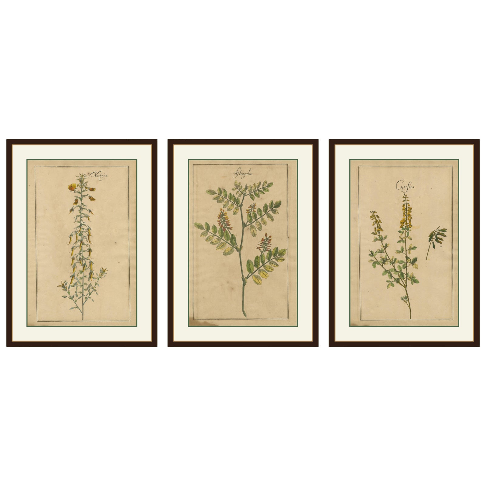 Antique Floral Botanicals, Natrix, Astragalus & Cytisus, Leipzig 1690s