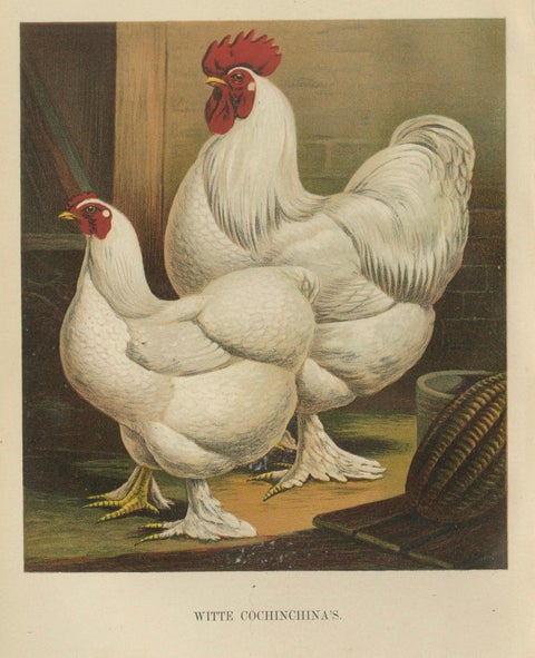 The Elegant White Cochinchina - A Rare 19th Century Poultry Lithograph, close-up 1
