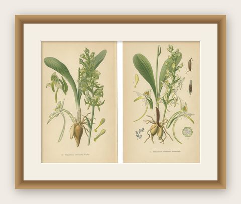 Vintage Orchids Published in 1904: A Study of Platanthera Species, 1904, shown framed